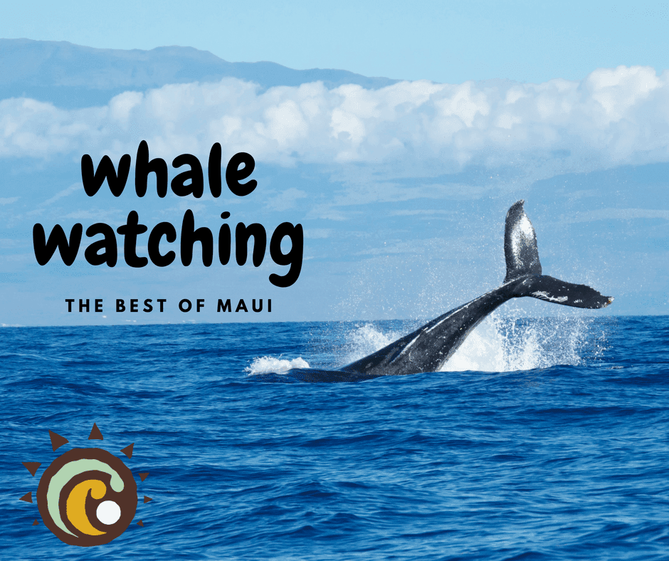 Maui Whale Watch