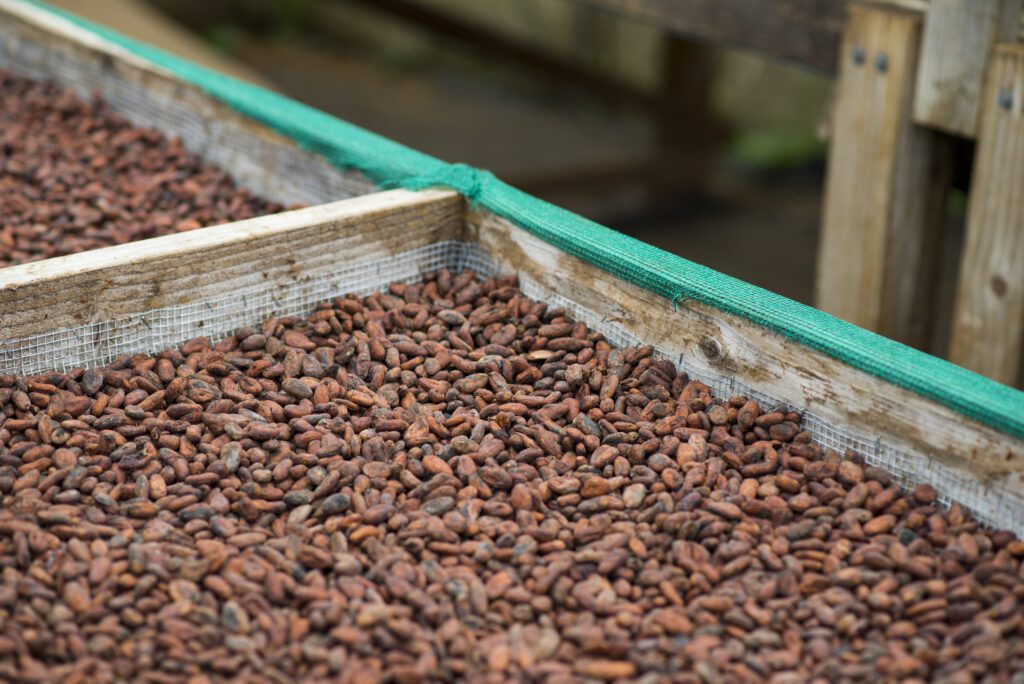Maui Holiday Gift Guide: Harvested cacao seeds drying on trays on chocolate farm in Hawaii.