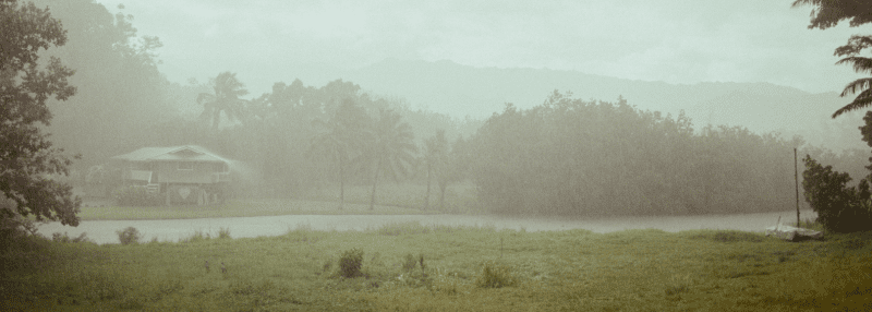 Rainy Maui road with house in the background and lots of greenery and palm trees