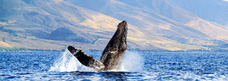 December weather on Maui with a whale coming out of the water to show it's the start of whale watching season and less rain