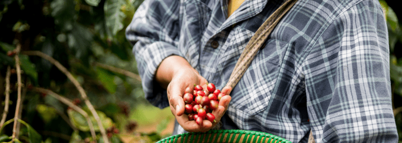 Person holding coffee beans in Hawaii