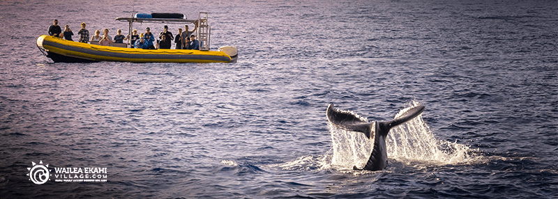 People with people on it watching whale from a distance