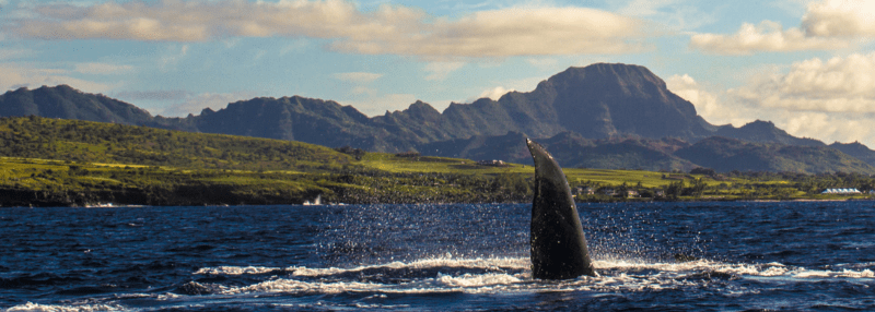 Humpback whale breaching the water in Kauai