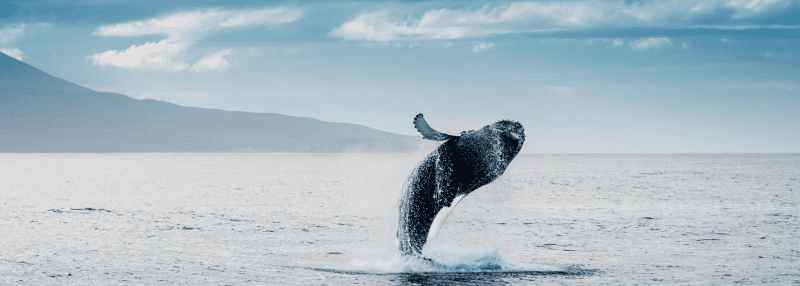 Humpback whale jumping during whale watching