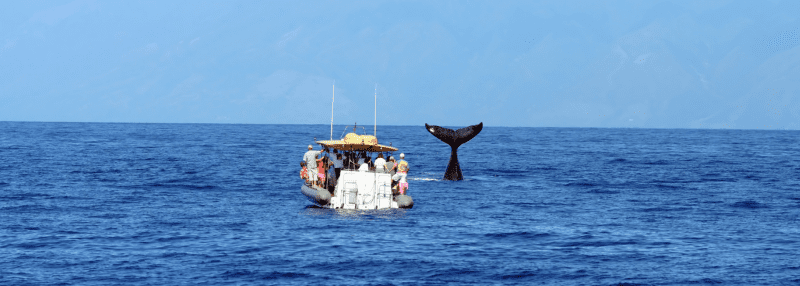 Group of people on a boat on the water whale watching